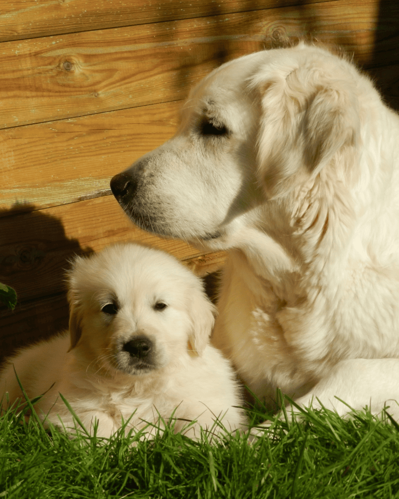 help puppy get along with older dog (3)