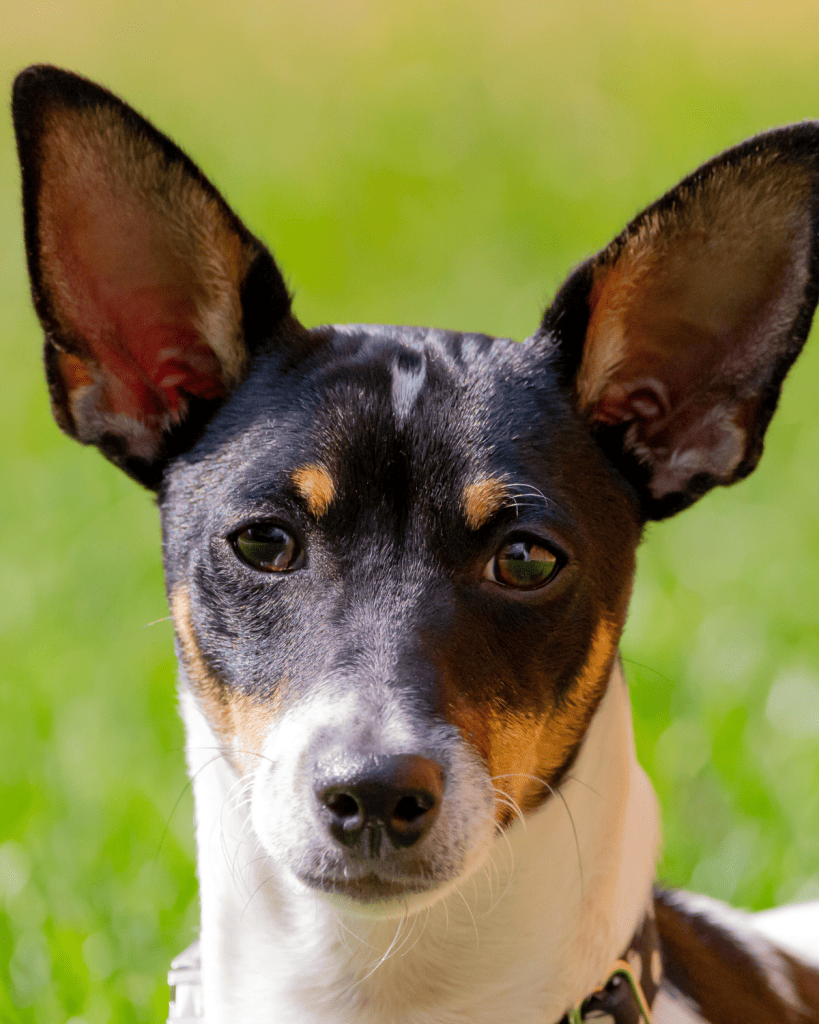 dog breeds under 10 pounds (1)