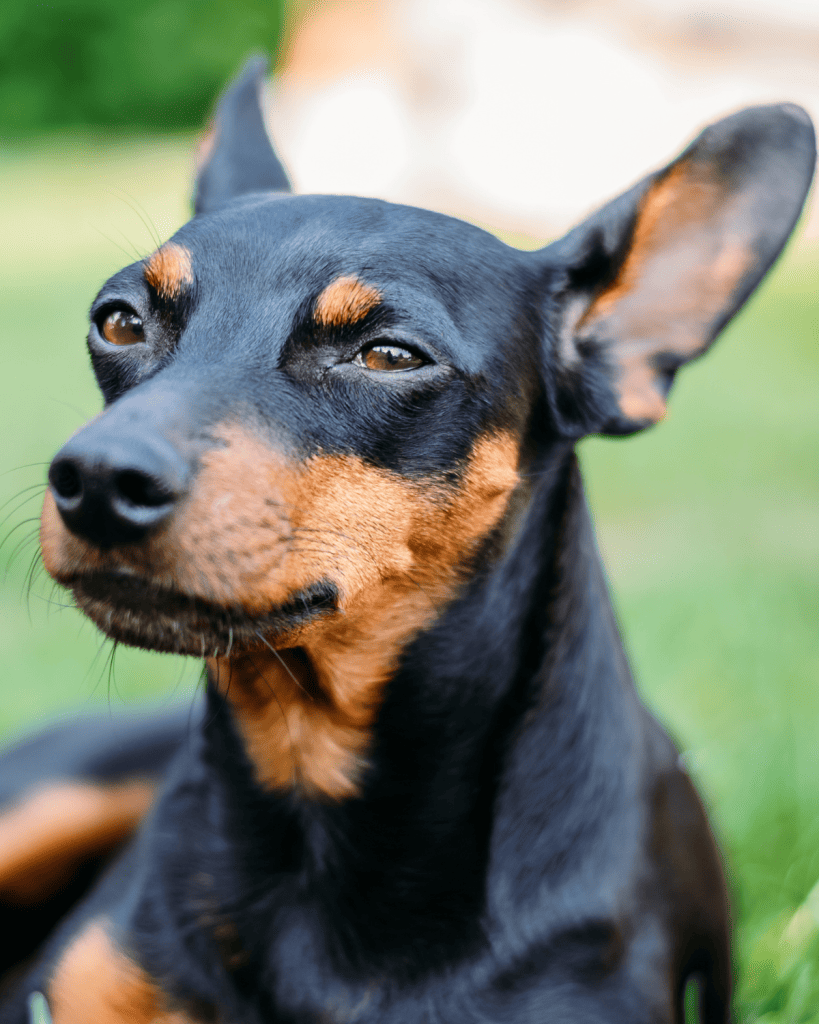 dog breeds under 10 pounds (11)