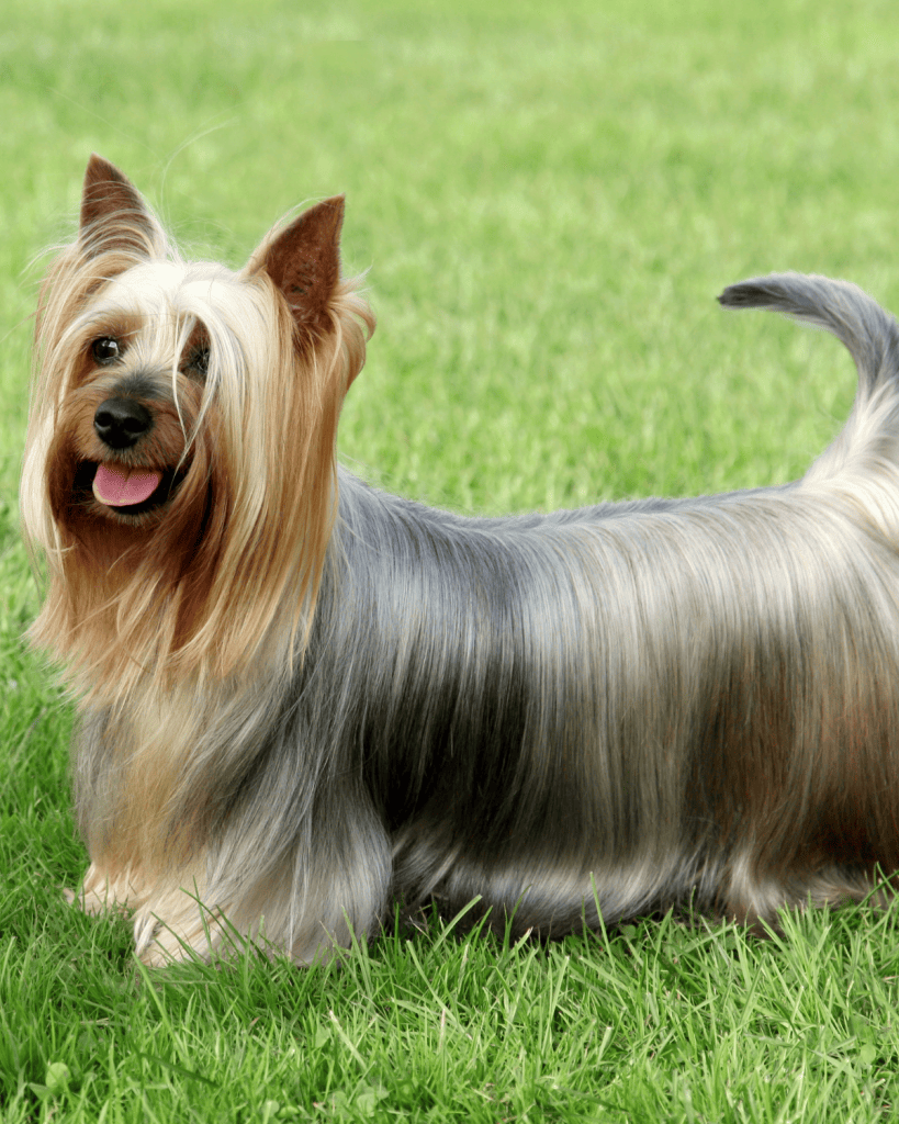 dog breeds under 10 pounds (12)