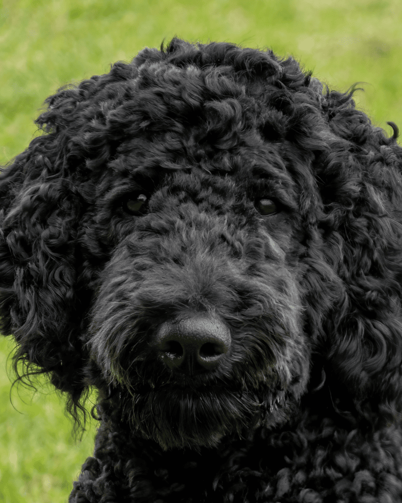 dog breeds under 10 pounds (2)