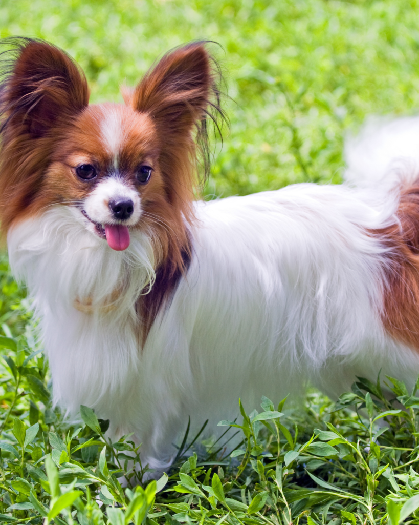 dog breeds under 10 pounds (3)