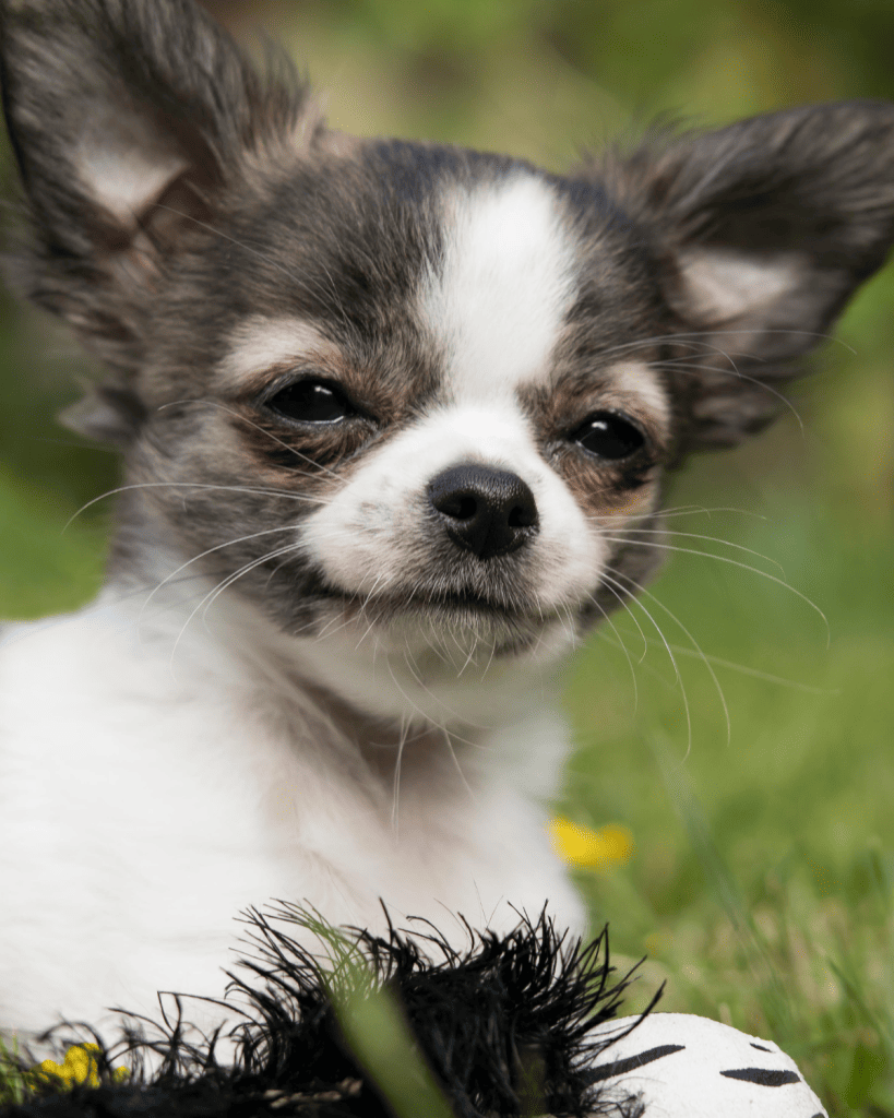 dog breeds under 10 pounds (4)