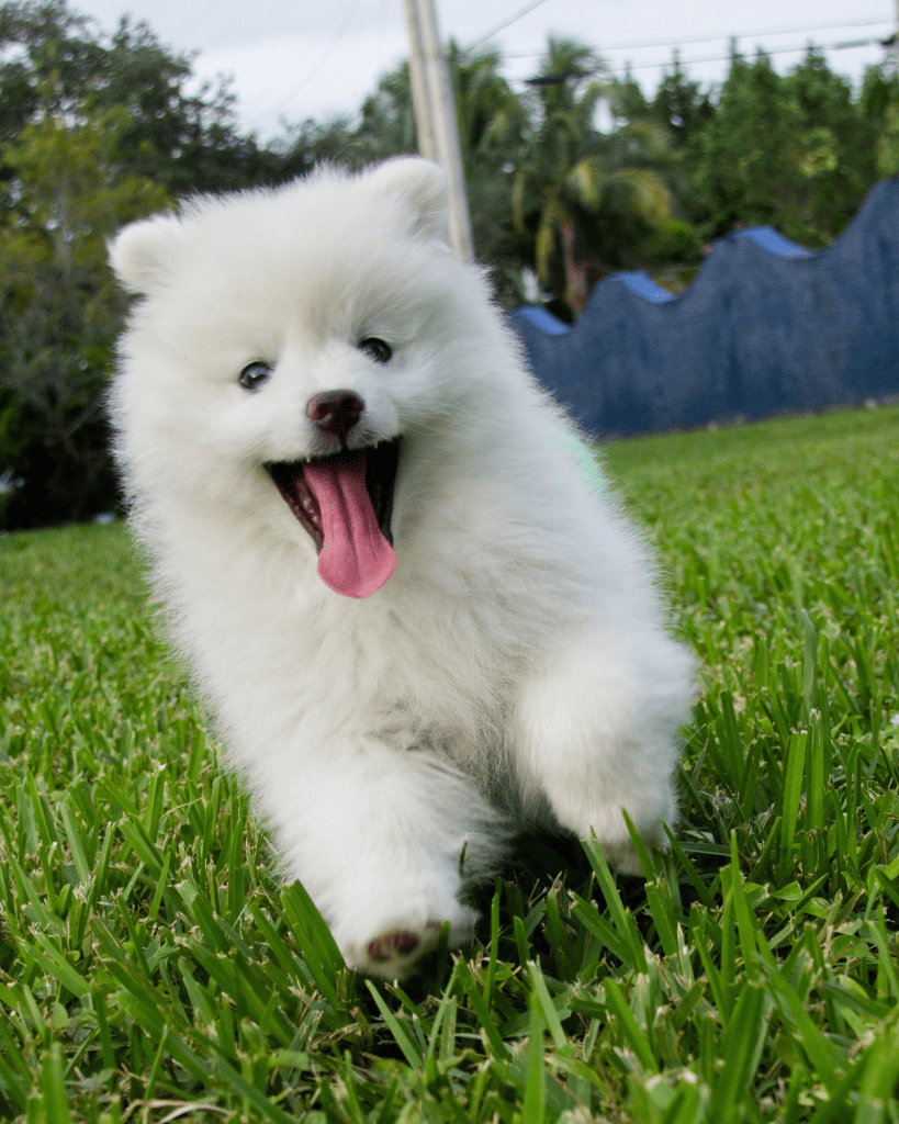 dog breeds under 10 pounds (5)