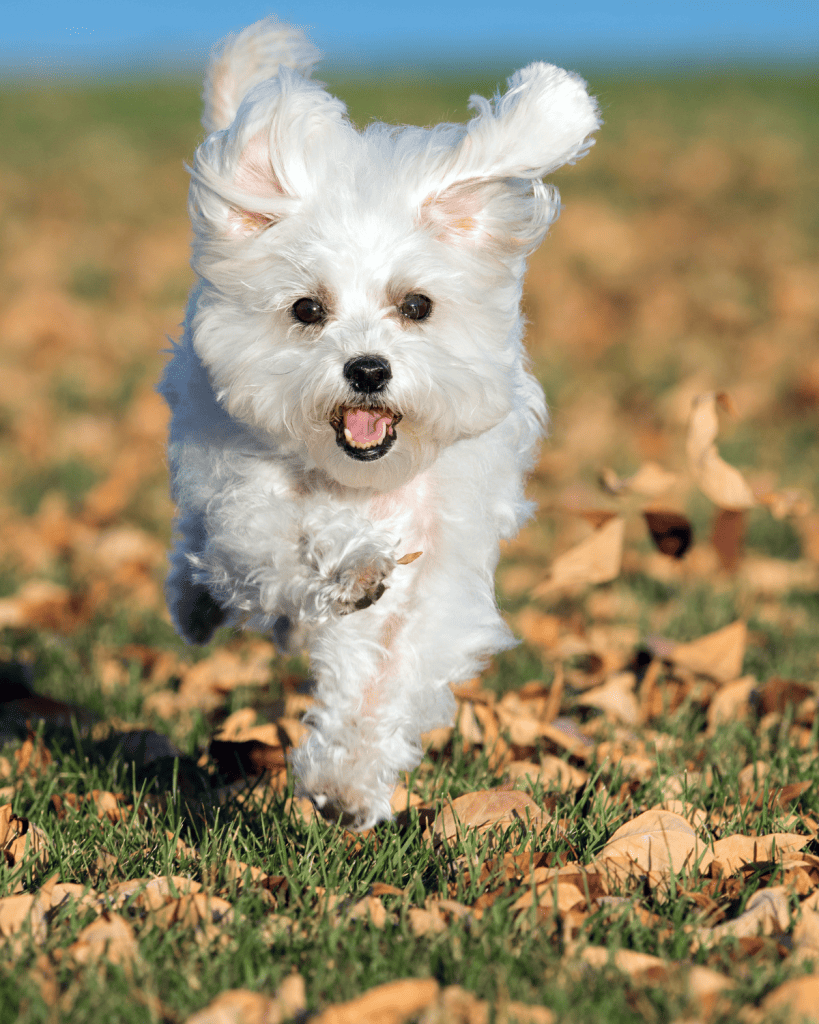 dog breeds under 10 pounds (6)