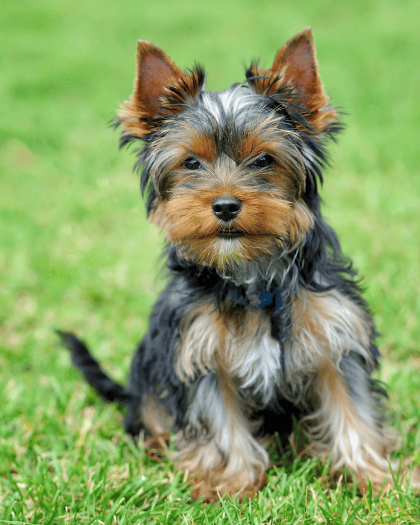 dog breeds under 10 pounds (7)
