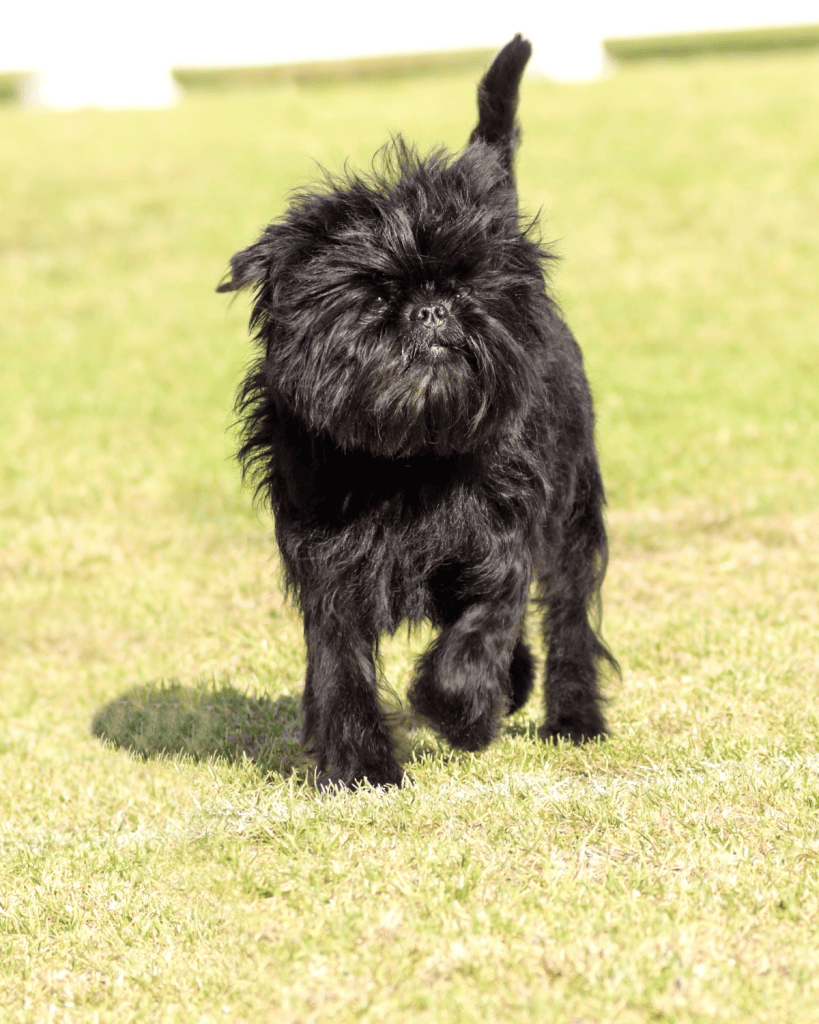 dog breeds under 10 pounds (8)
