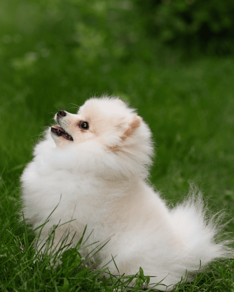 dog breeds under 10 pounds