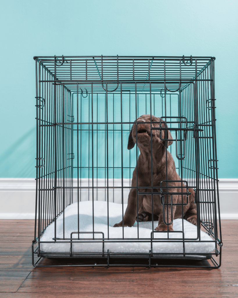 puppy separation anxiety 3