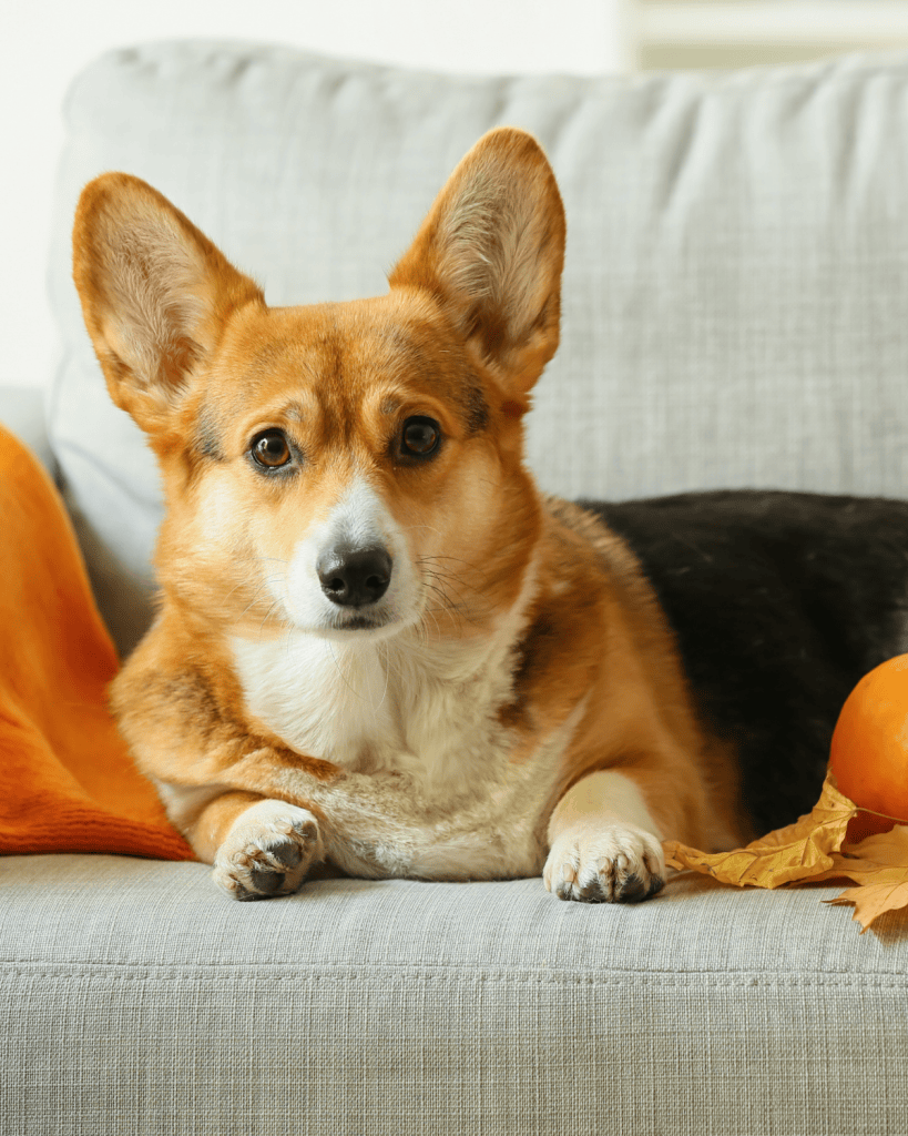 what does kennel club registered mean