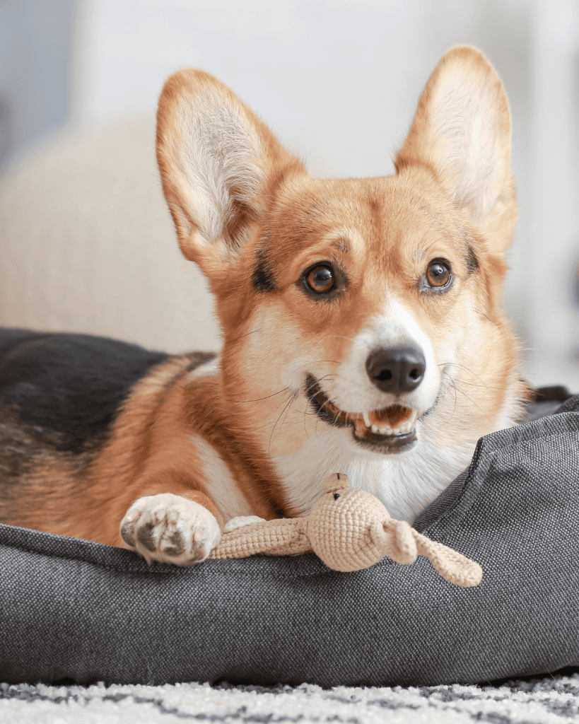 what does kennel club registered mean
