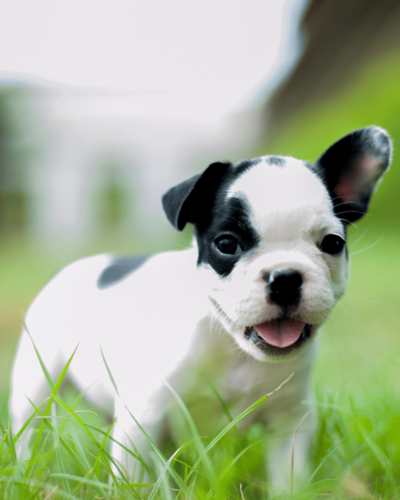 what does kennel club registered mean