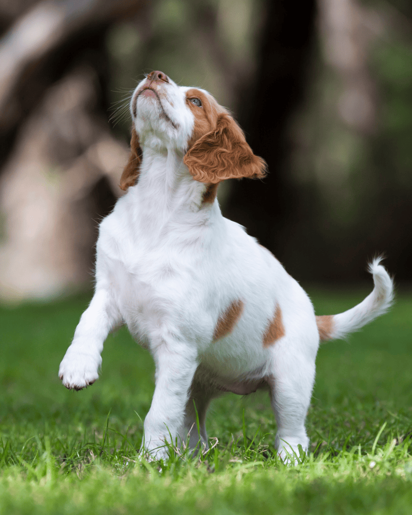 what does kennel club registered mean