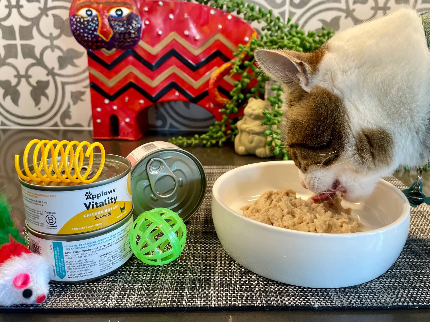 Applaws Cat Food Review - cat eating from bowl