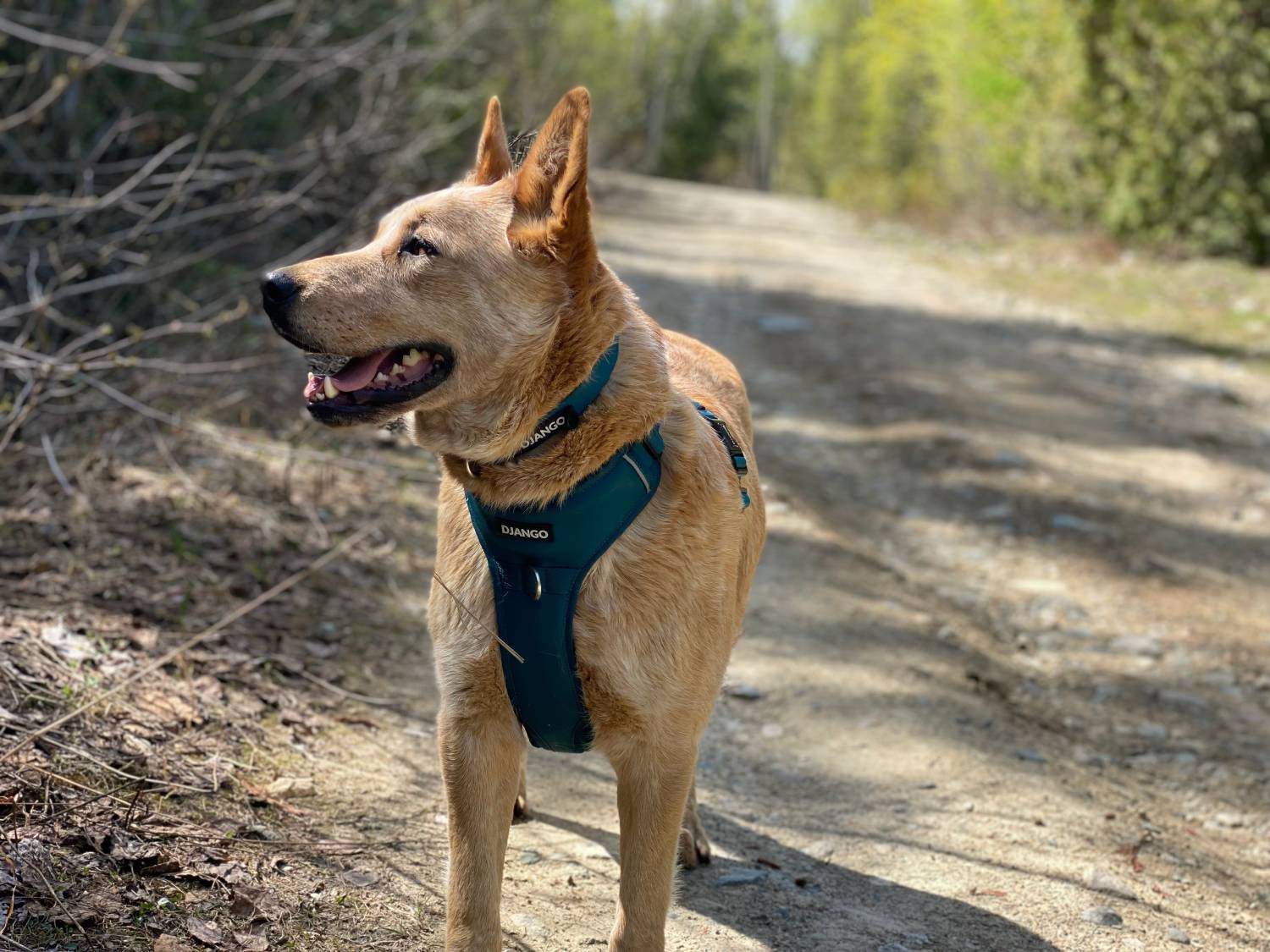 DJANGO Tahoe Bundle Review - dog wearing harness outdoors