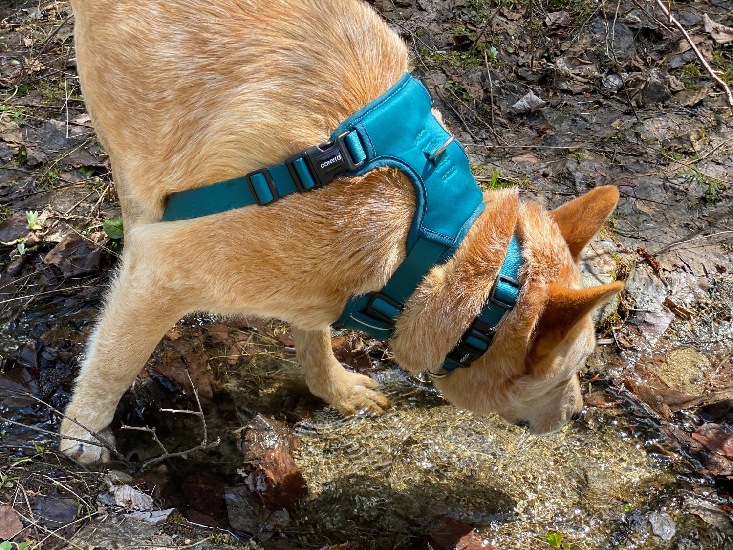 DJANGO Tahoe Bundle Review - dog wearing harness