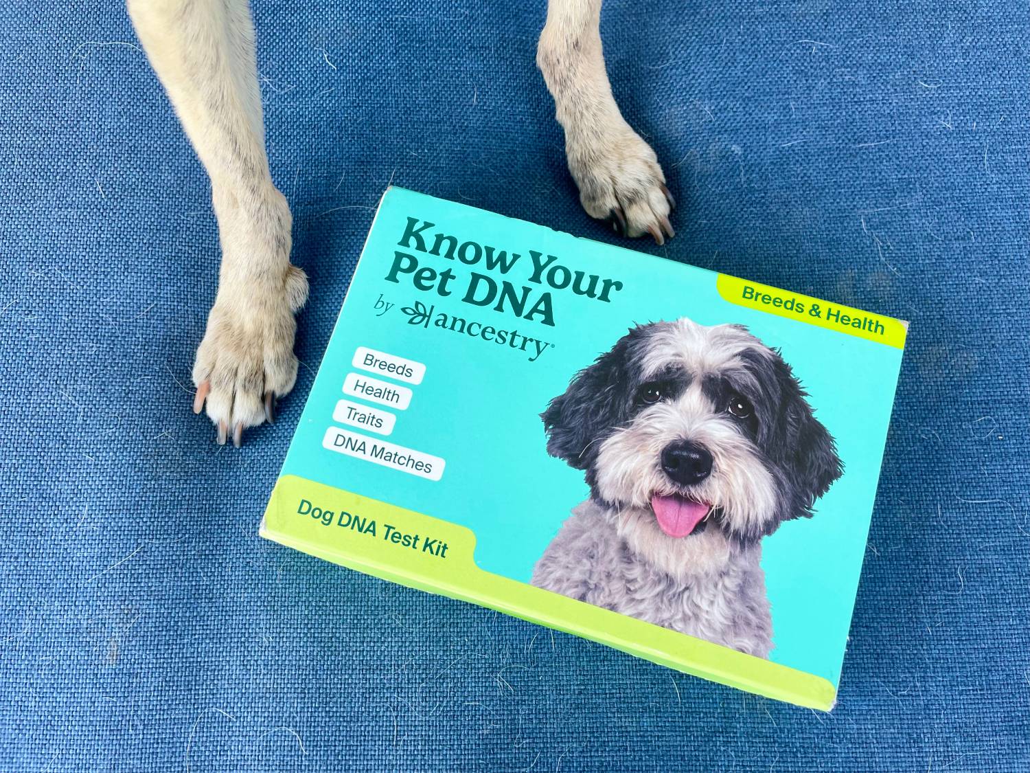 PGV Know Your Pet DNA by Ancestry Review - dog paws with kit