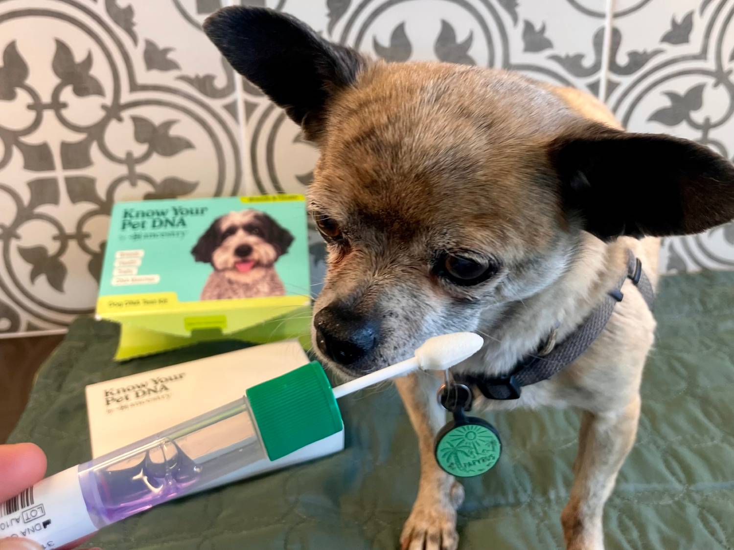 PGV Know Your Pet DNA by Ancestry Review - swabbing